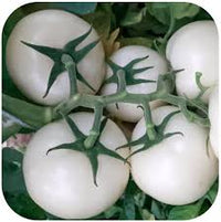 White Tomato Extract